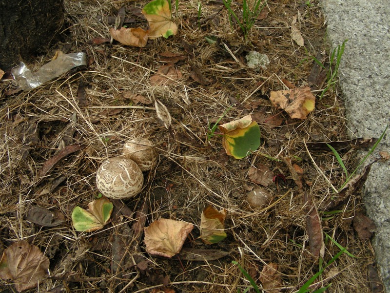 Agaricus da determinare